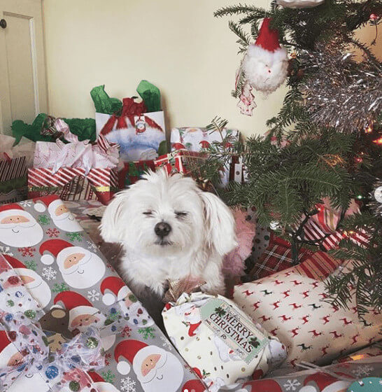 Ashley Newbrough Dog